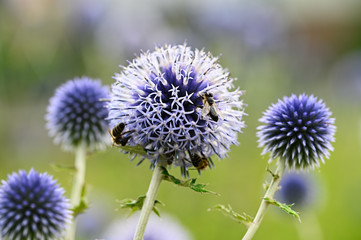 Echinops sphaerocephalus - bleacher flower and pollinating bee.