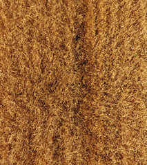 Ripe barley is a top view. The field of barley