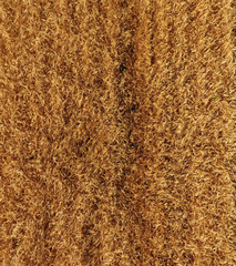 Ripe barley is a top view. The field of barley