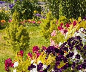 flower bed on the lawn