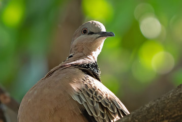 Close up Spotted Dove Perched on Branch Isolated on Background