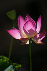 Obraz premium Blooming lotus