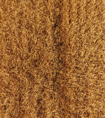 Ripe barley is a top view. The field of barley