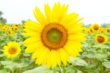 Blooming sunflower