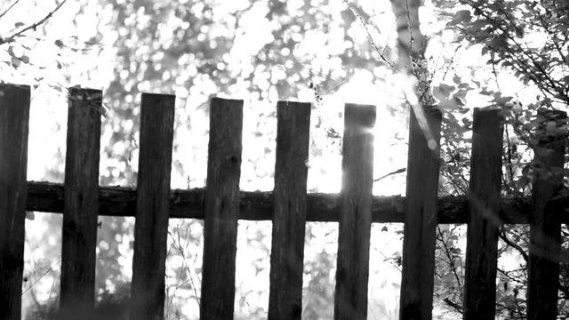 Old wooden rural fence in soft sunset sunlight. Real time full hd black and white video footage.