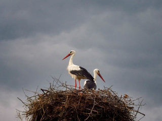 pair of storks in Stork's nest, Poland around Kartuzy, Pomeranian Voivodeship