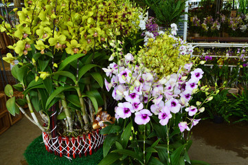 Thai people give orchids to monks to make merit