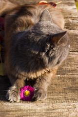 Beautiful gray british cat, portrait outdoors on the fallen leaves