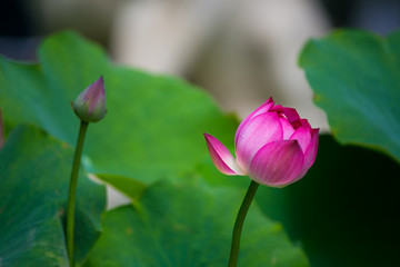 Blooming lotus