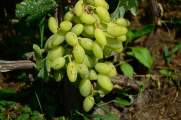 green grapes on the brunch in the garden