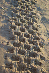 Footprint in sand car tire quadro cycle at sunrise beach