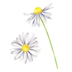 Watercolor set of chamomile flowers isolated on a white background