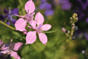 Pink flowers blooming, on soft purple flowers and green grass soft blurry bokeh background, close up macro detail