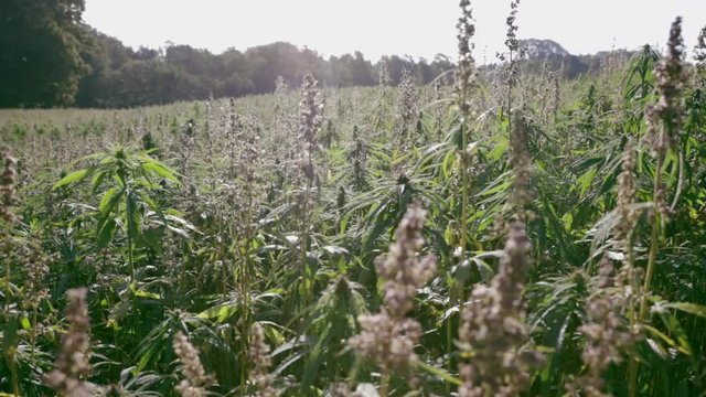 Sunny cannabis field handheld shot