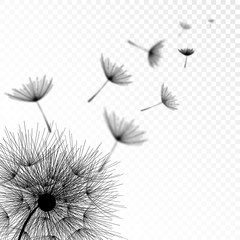 Realistic Shadow Overlay Effect Dandelion Flower on Transparent Background. Creative Overlay Effect for Mockups. Vector