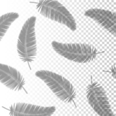 Transparent Shadow Overlay Effect Palm Leaves for Branding. Creative Overlay Effect for Mockups. Vector
