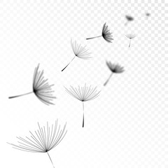 Realistic Shadow Overlay Effect Dandelion Flower on Transparent Background. Creative Overlay Effect for Mockups. Vector