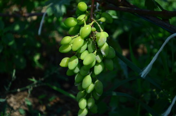 green grapes on the brunch in the garden