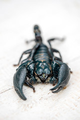 Asian black scorpion on white wooden background in Ubud, island Bali, Indonesia. Closeup