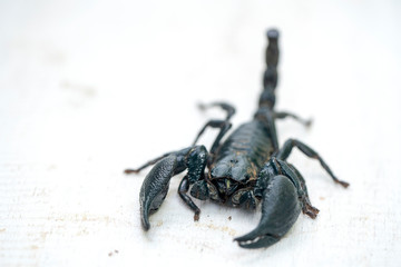 Asian black scorpion on white wooden background in Ubud, island Bali, Indonesia. Closeup