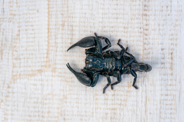 Asian black scorpion on white wooden background in Ubud, island Bali, Indonesia. Closeup