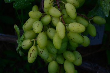 green grapes on the brunch in the garden