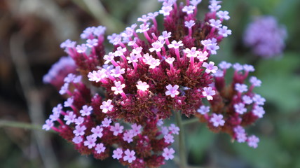 lilac flowers in the garden