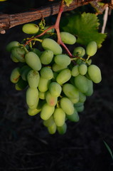 green grapes on the brunch in the garden