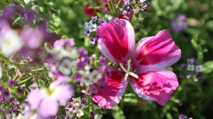 pink flowers in the garden