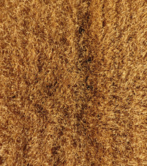 Ripe barley is a top view. The field of barley