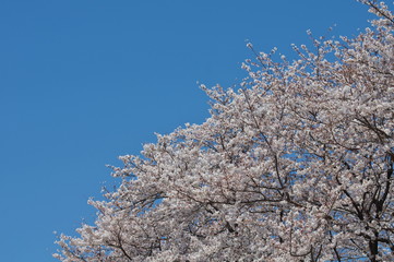 桜と青空