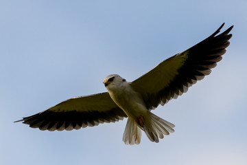 Black winged kite in flight