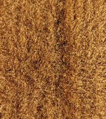 Ripe barley is a top view. The field of barley