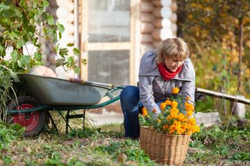 A middle-aged woman in a jacket and jeans works in the garden on a warm Sunny autumn day.