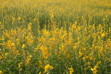 Crotalaria juncea, yellow little flower field