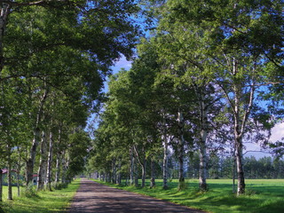 北海道十勝牧場白樺並木（夏）