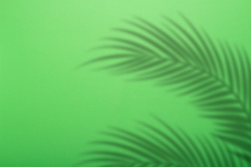 Shadow from palm leaves on a background of green wall. Green background, cardboard. Abstract image. Tropic concept
