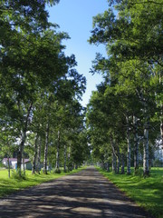 夏の白樺並木（北海道音更町）