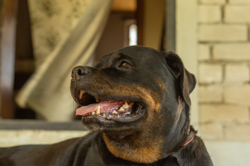 Portrait of a Rottweiler dog. Sad dog