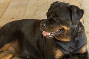 Portrait of a Rottweiler dog. Sad dog