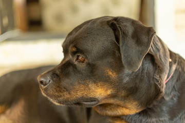 Portrait of a Rottweiler dog. Sad dog