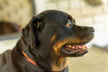 Portrait of a Rottweiler dog. Sad dog