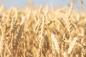 Fototapeta premium Ears of wheat or barley on the field. Good harvest concept, cereals, natural product. Narrow focus