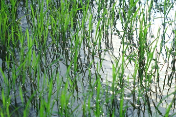 Obraz premium Close up rice plant on water