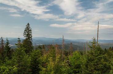 Forest devasted by bark beetle infestation. Trees with distant hill, Sumava National Park and Bavarian Forest, Czech republic and Germany