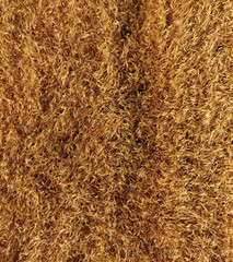 Ripe barley is a top view. The field of barley