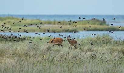 rotwild am meer