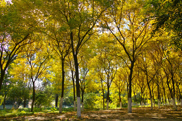Autumn leaves in Beijing Olympic Forest Park