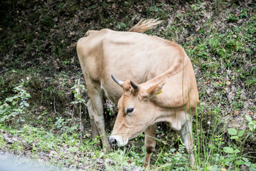 cow in field