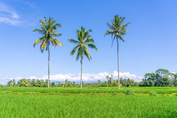 Fototapeta premium Three coconut palm trees on green rice terraces near Ubud in island Bali, Indonesia
